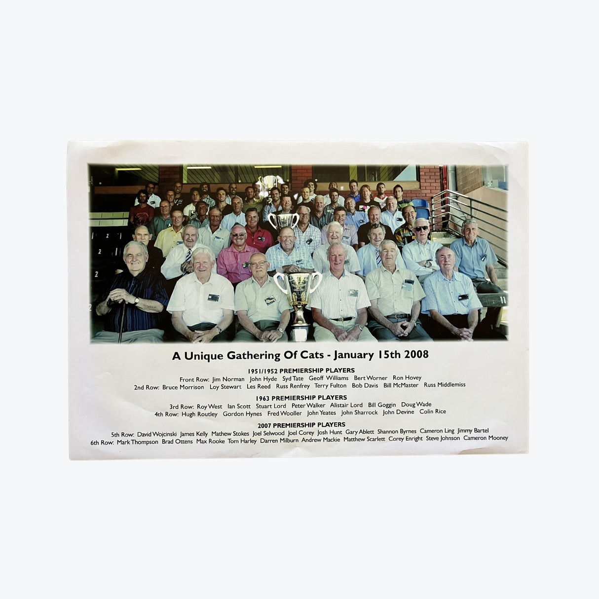 A Unique Gathering of Cats